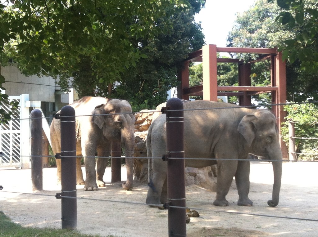 Elefantes (Índia e Tailândia)